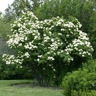 Nannyberry - Viburnum lentago