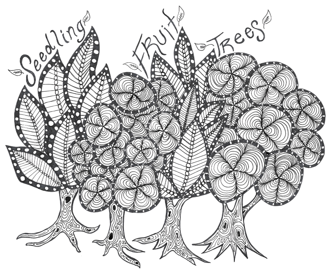 Siberian Crab - Malus baccata