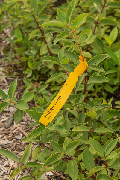 Indigo Gem Edible Honeysuckle