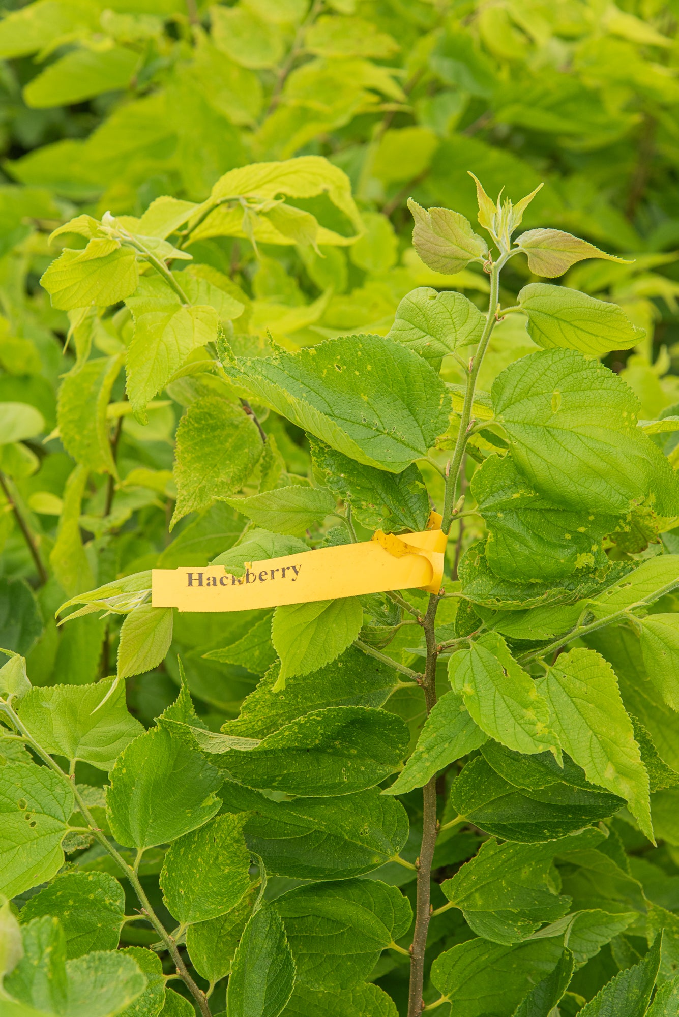 Hackberry - Celtis occidentalis