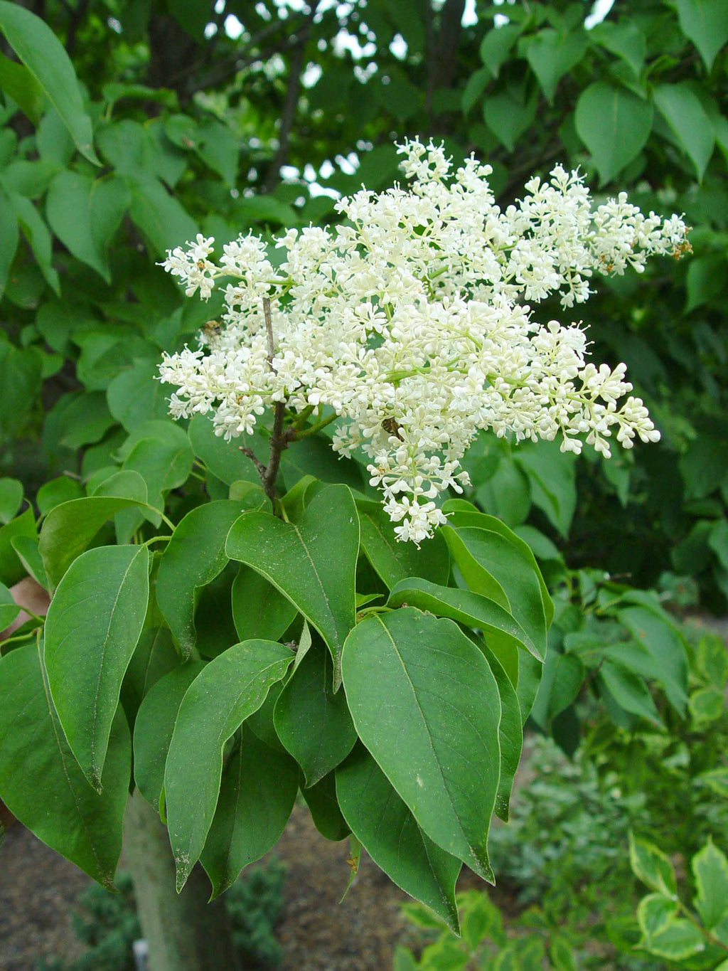 Japanese Tree Lilac