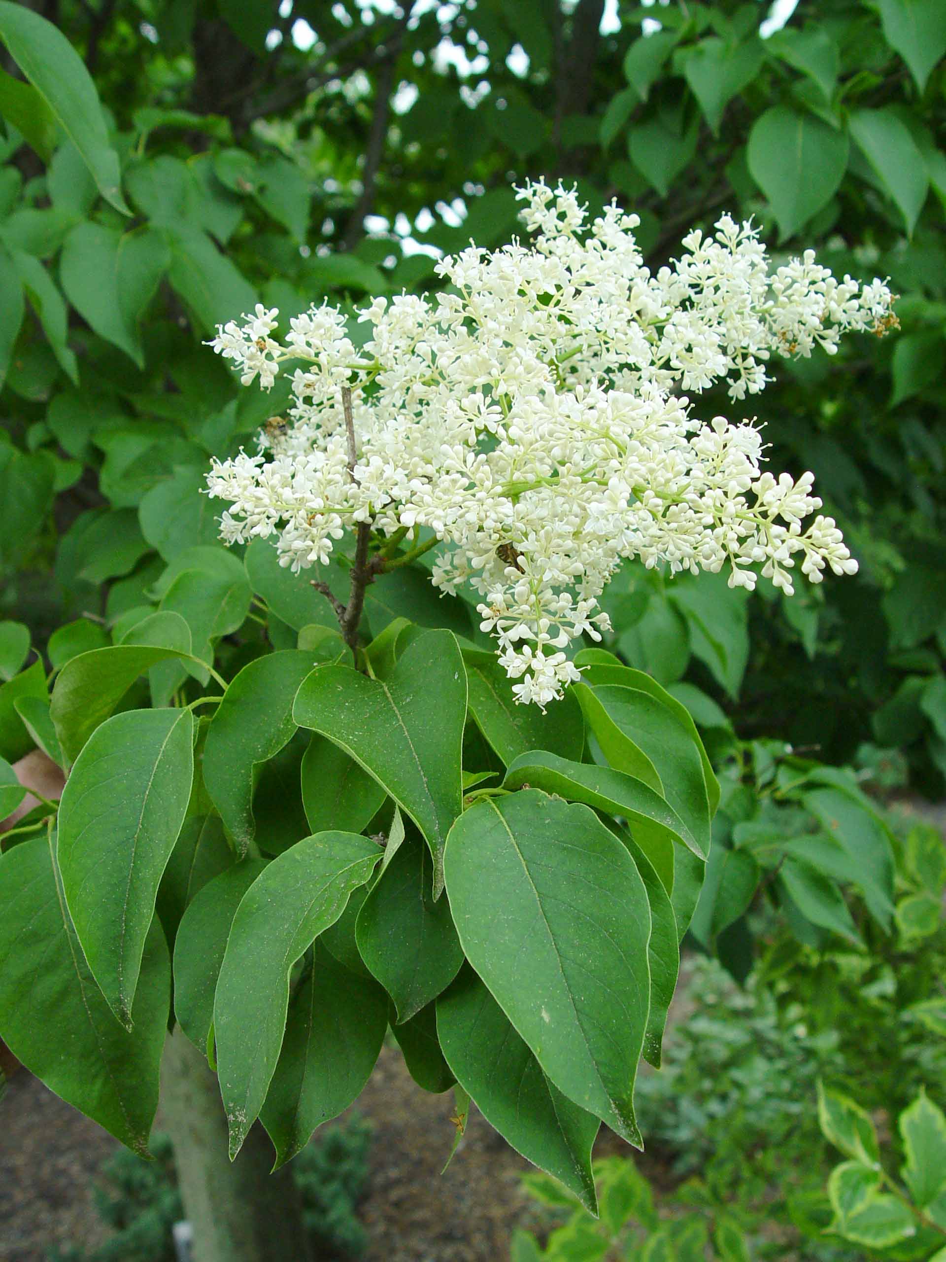Japanese Tree Lilac
