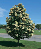 Japanese Tree Lilac