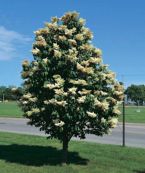 Japanese Tree Lilac