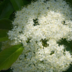 Nannyberry - Viburnum lentago