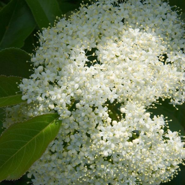Nannyberry - Viburnum lentago