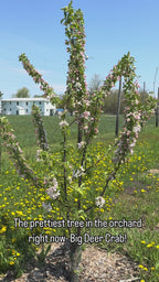 Big Deer Crab Apple