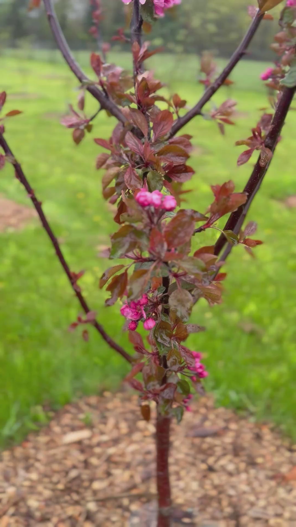 Purple Passion Apple