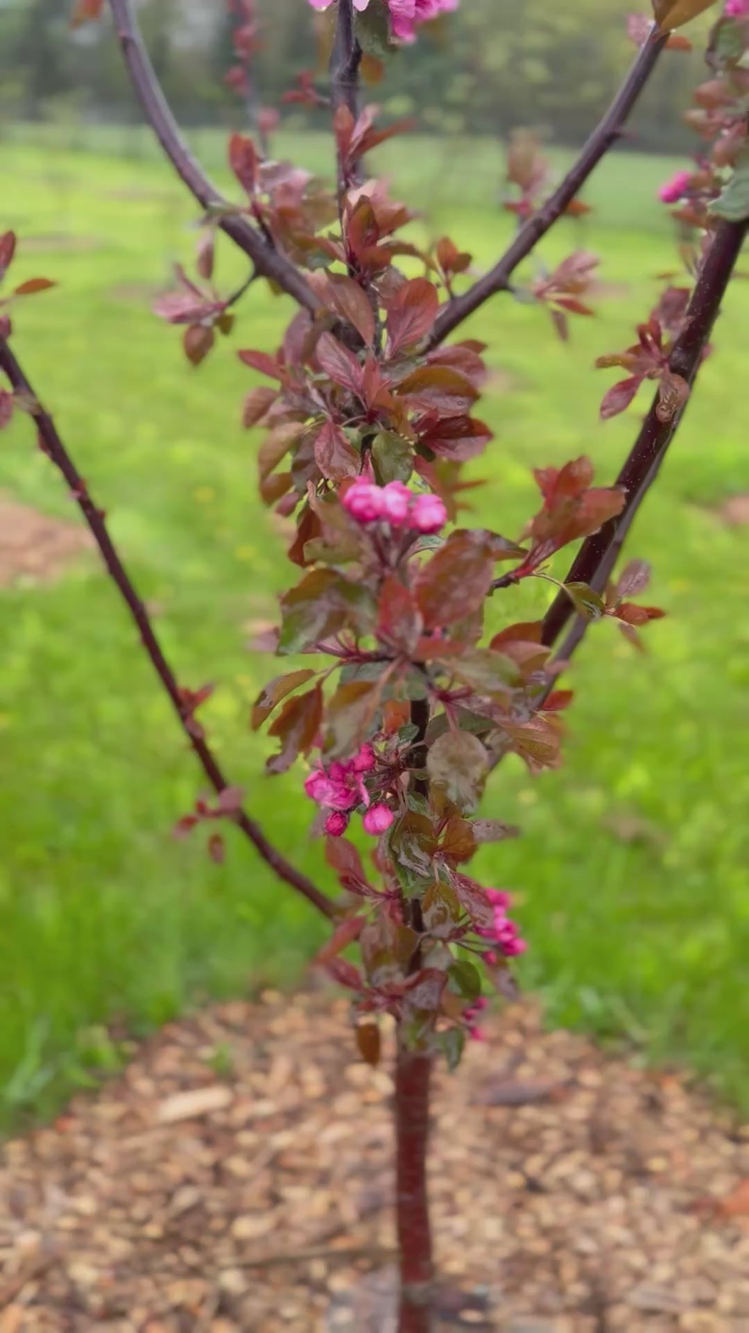 Purple Passion Apple