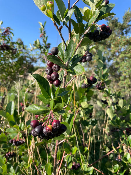 Aronia (Black Chokeberry) - "Viking"