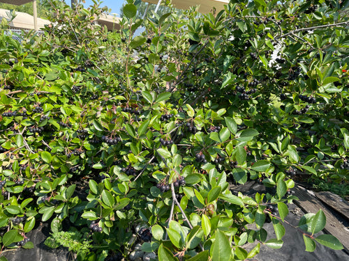 Aronia (Black Chokeberry)