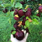 Burgundy Apple