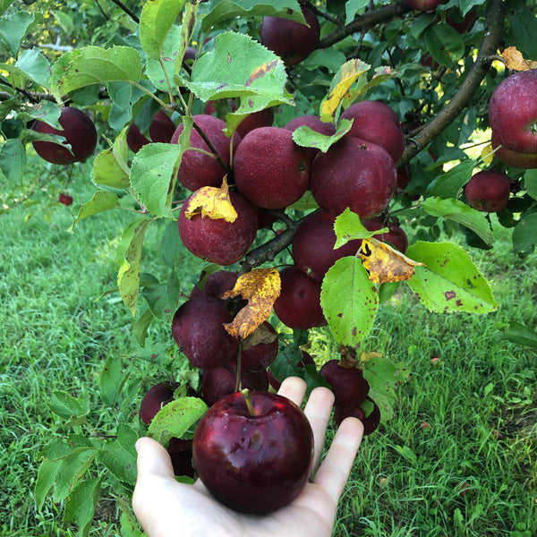 Burgundy Apple