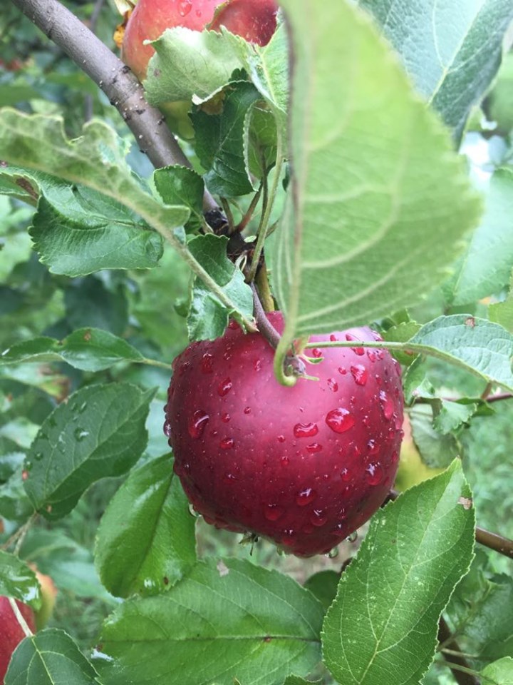 Burgundy Apple