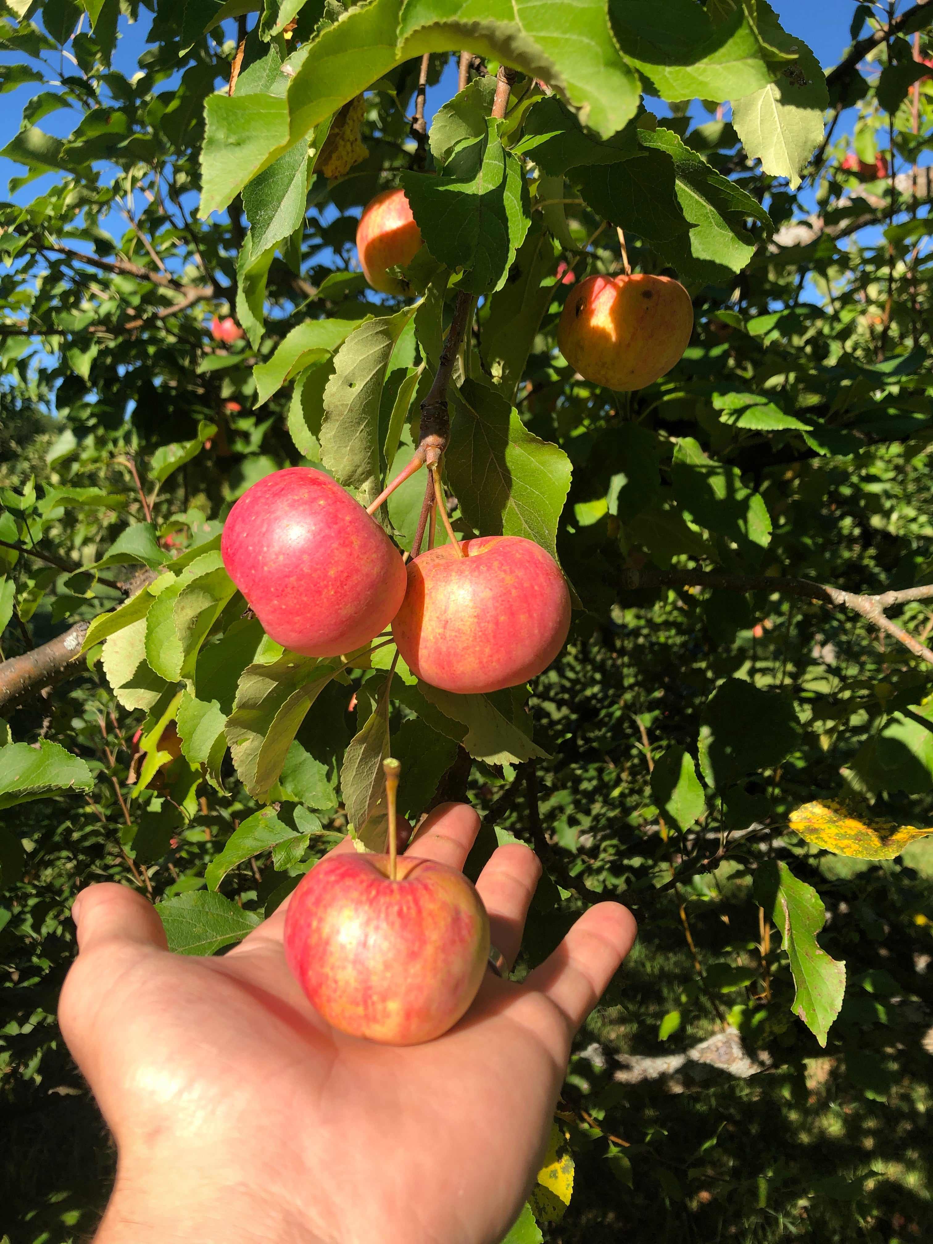 Chestnut Crab Apple