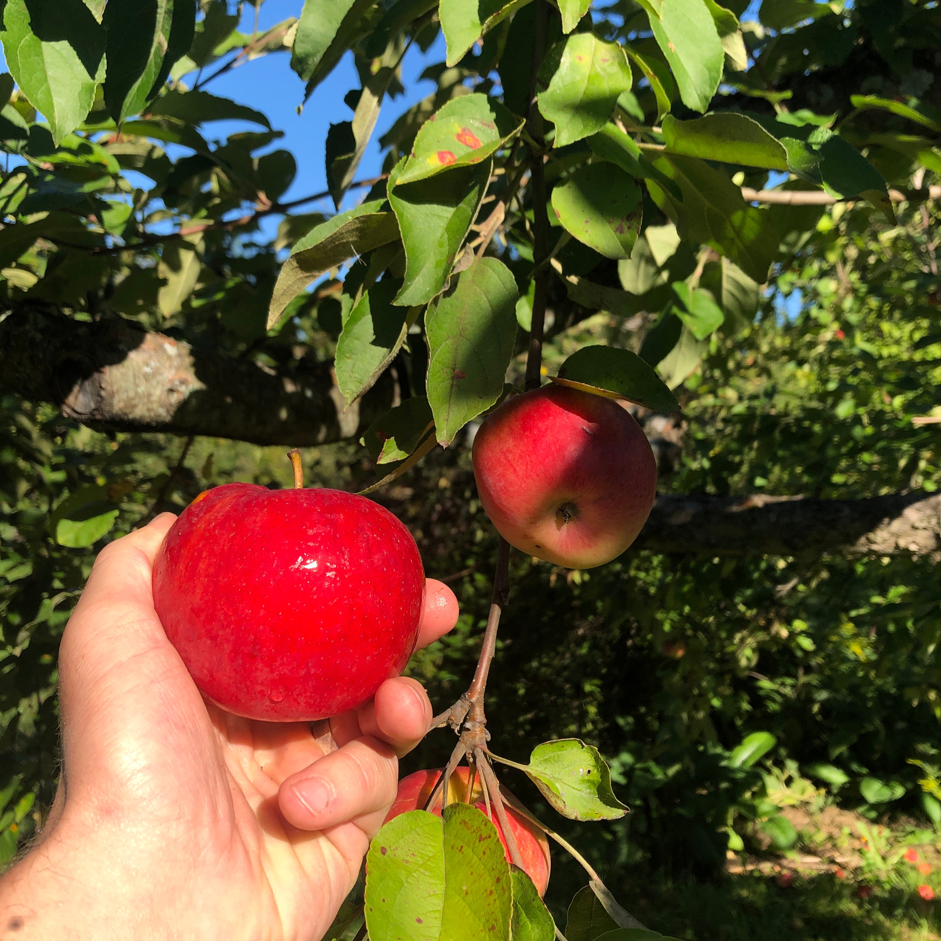 Dudley Apple