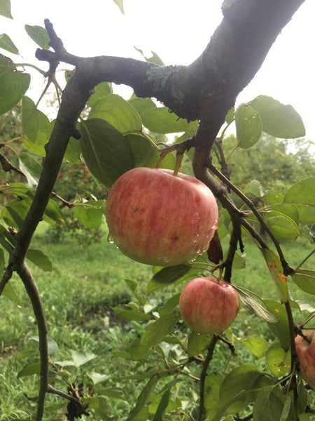 Dudley Apple