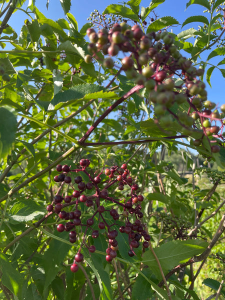 Adams Elderberry