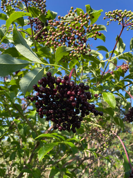 Elderberries