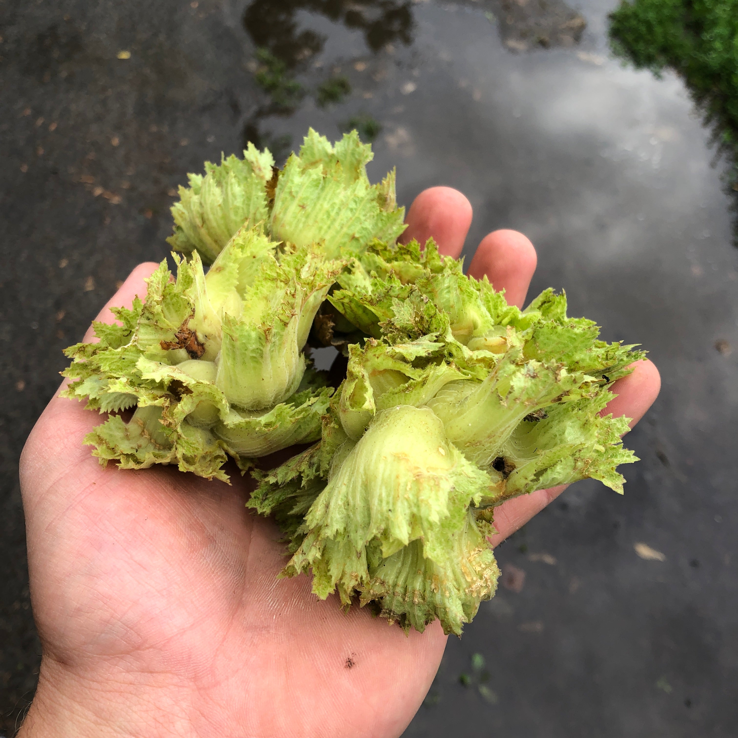 Hazelbert - Corylus sp.