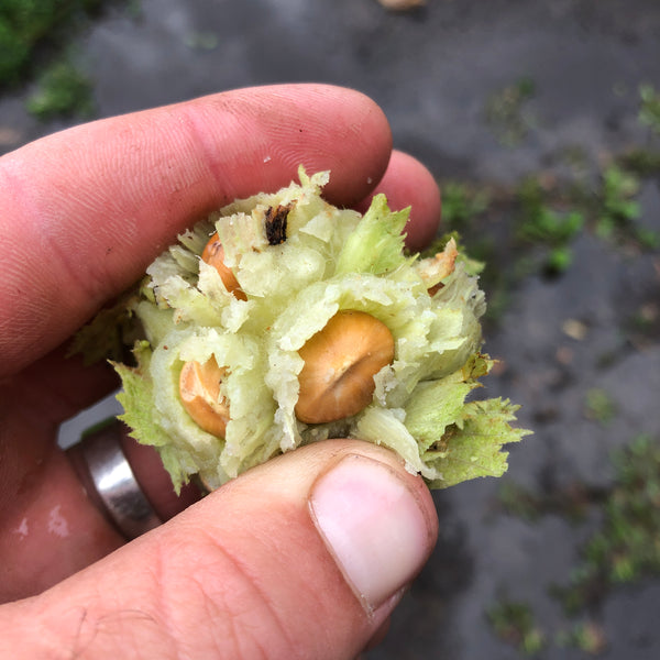 Hazelbert - Corylus sp.