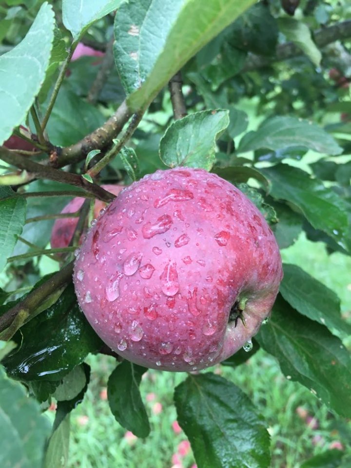 SLN Grow Hazen Apple Tree