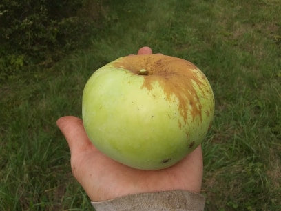 Hibernal Apple