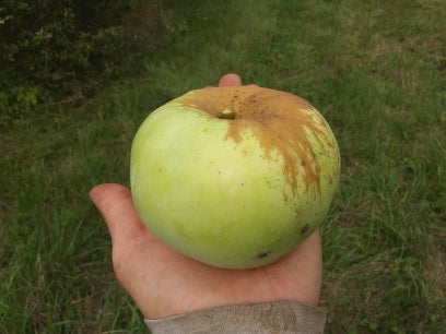 Hiburnal Apple
