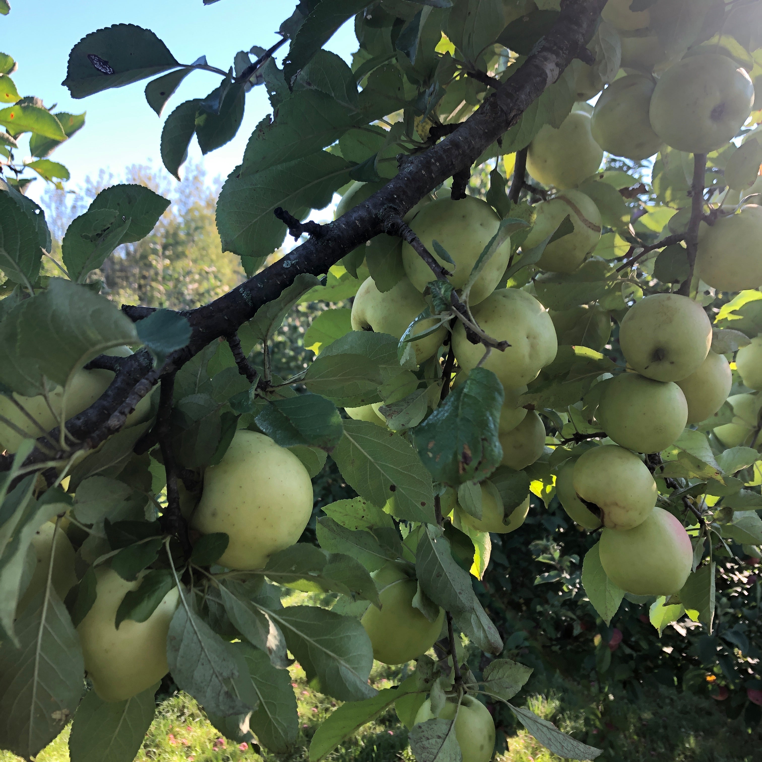 Honeygold Apple