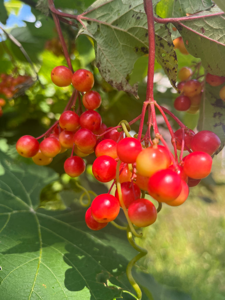 American Highbush Cranberry Seeds – Viburnum Trilobum Red Fruit White Flower Shrub Seeds American Highbush Cranberry Seeds – Viburnum Trilobum Red Fruit White Flower Shrub Seeds