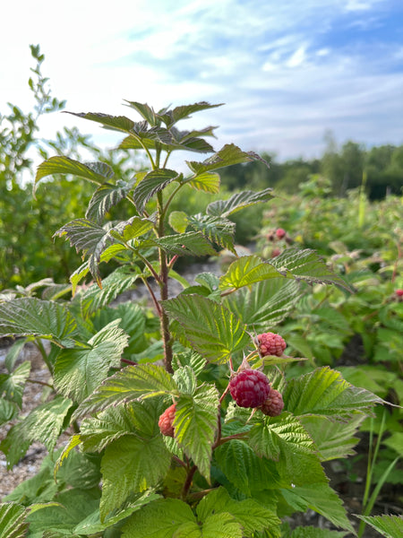 Raspberries – St. Lawrence Nurseries
