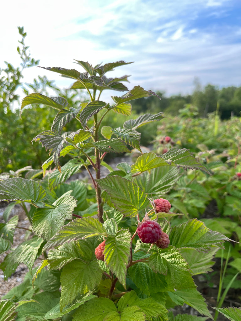 Killarney - Red Raspberry – St. Lawrence Nurseries
