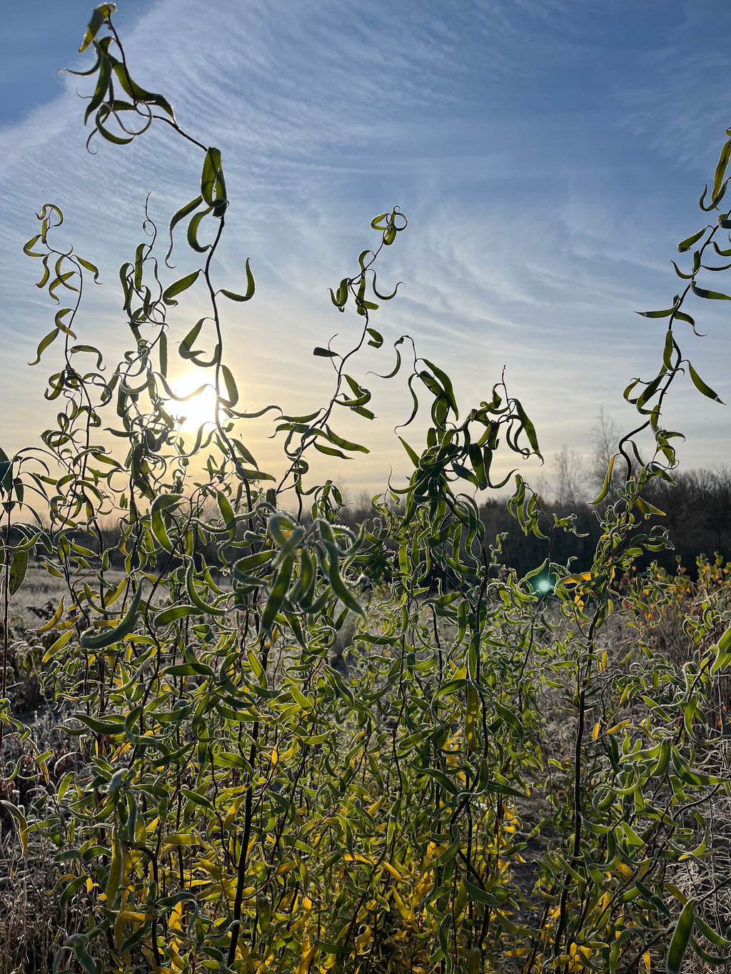 Corkscrew Willow - Salix matsudana