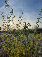 Corkscrew Willow - Salix matsudana