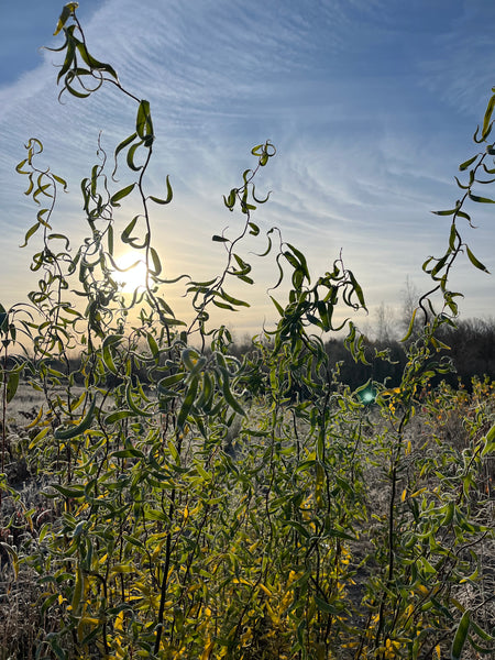 Corkscrew Willow - (Salix matsudana)