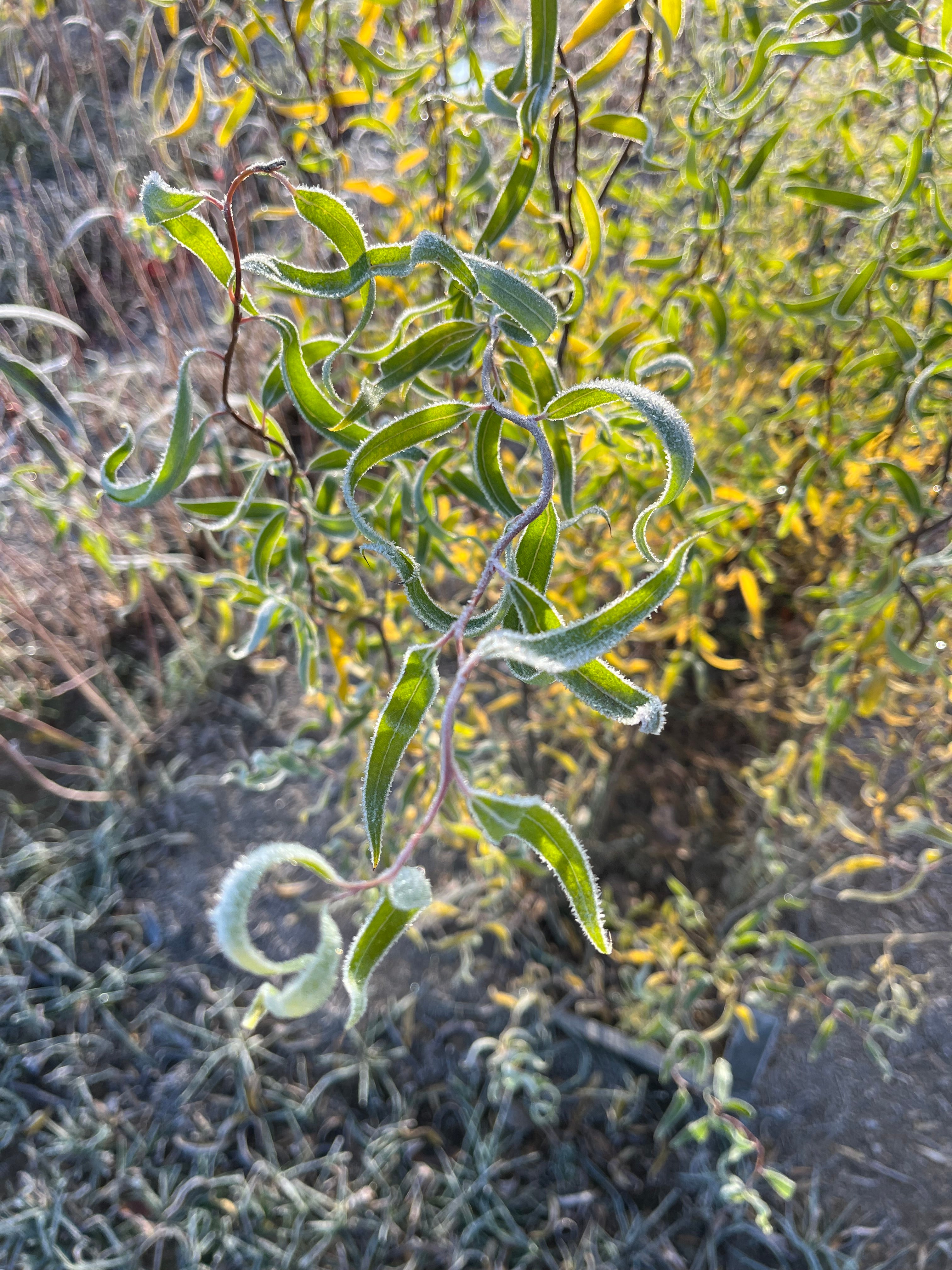 Corkscrew Willow - Salix matsudana