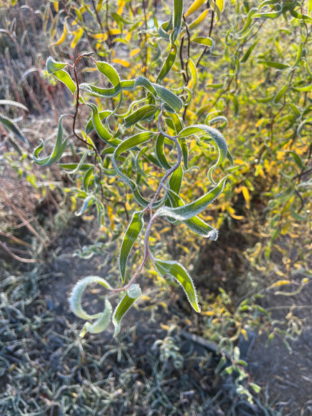Corkscrew Willow - Salix matsudana