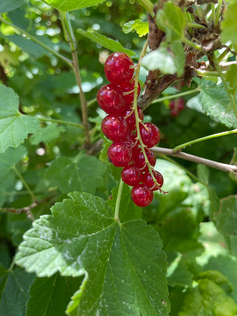 Red Currant Rultivate Red Currant Plant