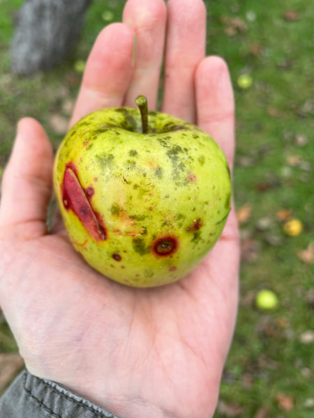 Brown Betty Apple
