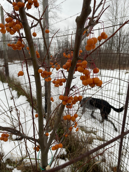 Ormiston Roy Crab Apple