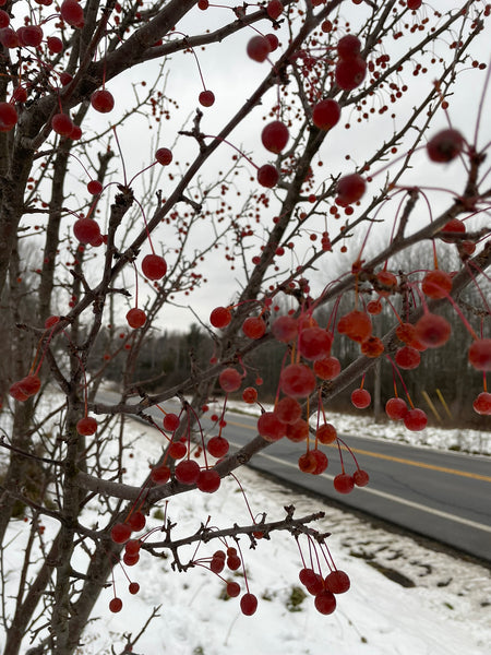 Ormiston Roy Crab Apple