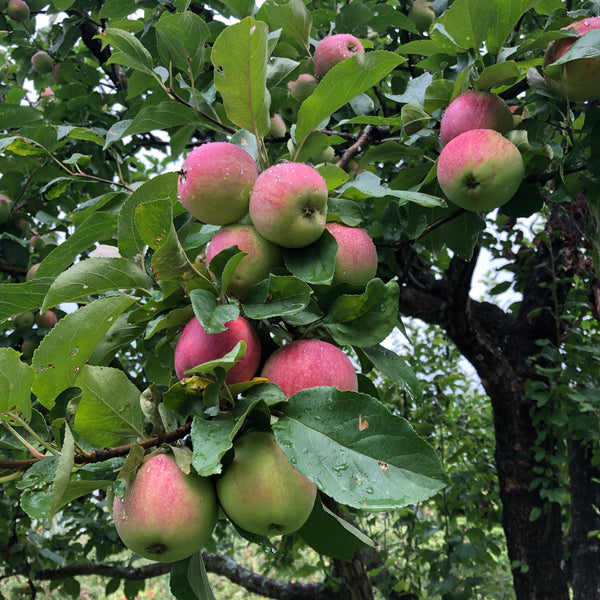 Irish Peach Apple