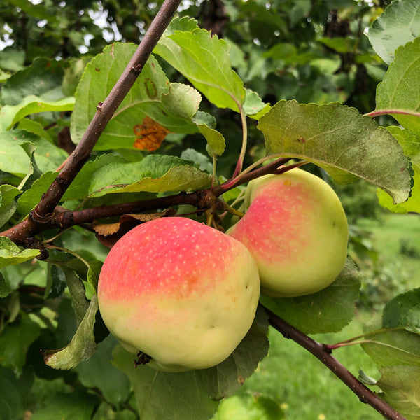 Irish Peach Apple