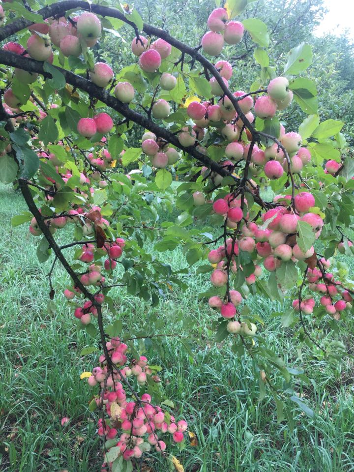 Kerr Mini Apple Kerr Apple-Crab – St. Lawrence Nurseries