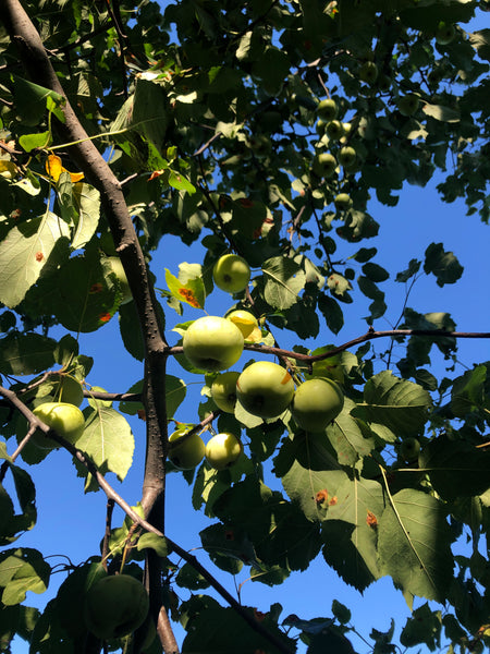 Kola Crab  Apple