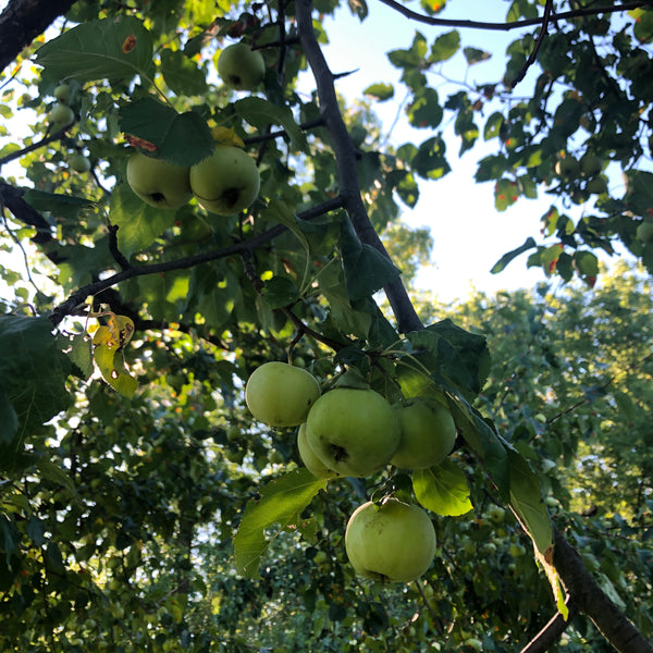 Kola Crab  Apple