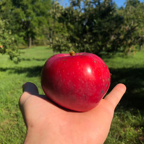 Lobo Apple