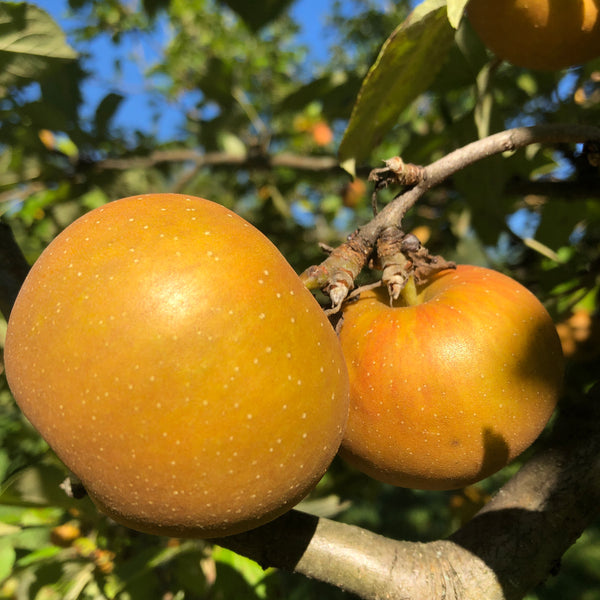 Minnesota 1734 Apple