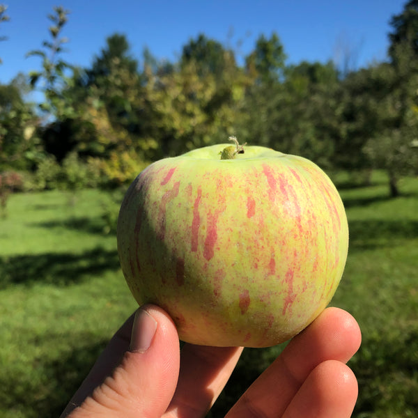 Magog Redstreak Apple