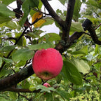 Mantet Apple